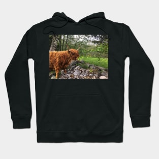 Scottish Highland Cattle Cow 2402 Hoodie